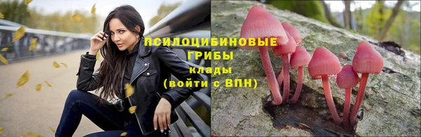 крисы Алзамай