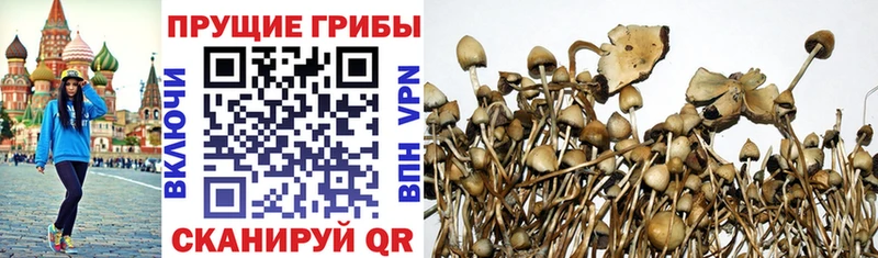 купить закладку  Жуковский  гидра ONION  Псилоцибиновые грибы Psilocybine cubensis 